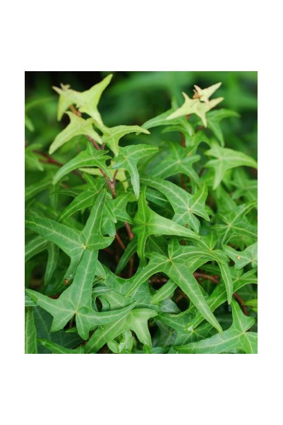 Плющ звичайний ’Сагіттіфолія’